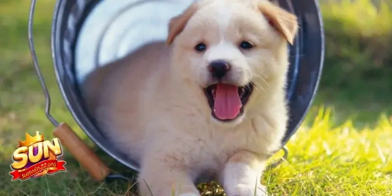 Lô đề con chó số mấy khi thấy chó vàng