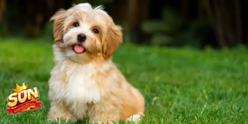 Những lưu ý khi chơi lô đề con chó số mấy