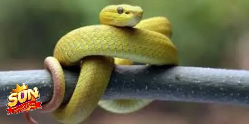 Ý nghĩa của lô đề con rắn